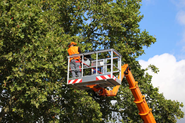 Why Choose Our Tree Removal Services in Vienna, WV?